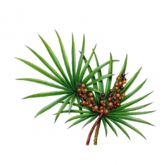 Saw Palmetto Extract