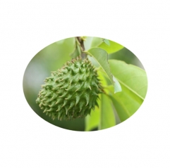 100% Pure Graviola Soursop Fruit Extract Powder Food and Drinks Raw Material