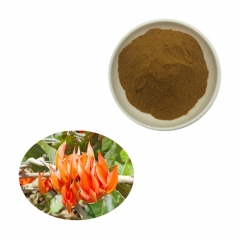 Natural Butea Superba Extract 20:1 Powder for Men