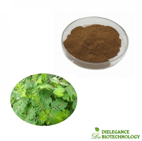 Wholesale Organic Natural Chanca Piedra Extract Powder in Bulk