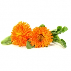 Marigold Extract Lutein Powder