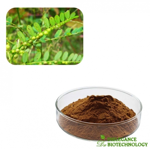 Wholesale Phyllanthus Urinaria Phyllanthus Niruri Herbs Extract Powder