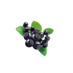 Pure Aronia Berry Juice Black Chokeberry Extract Powder