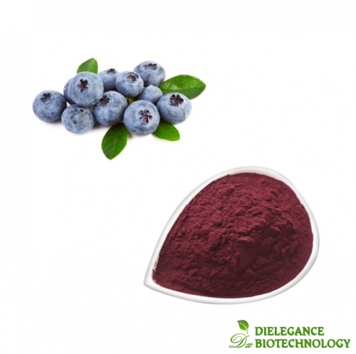 Pure Wild Blueberry Extract Powder with Rich Anthocyanins