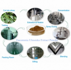 Eucommia Ulmoides Extract Powder