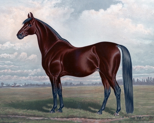 SX- 40164   Paint by numbers - Horse