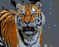 SX- 40179   Paint by numbers - Tiger
