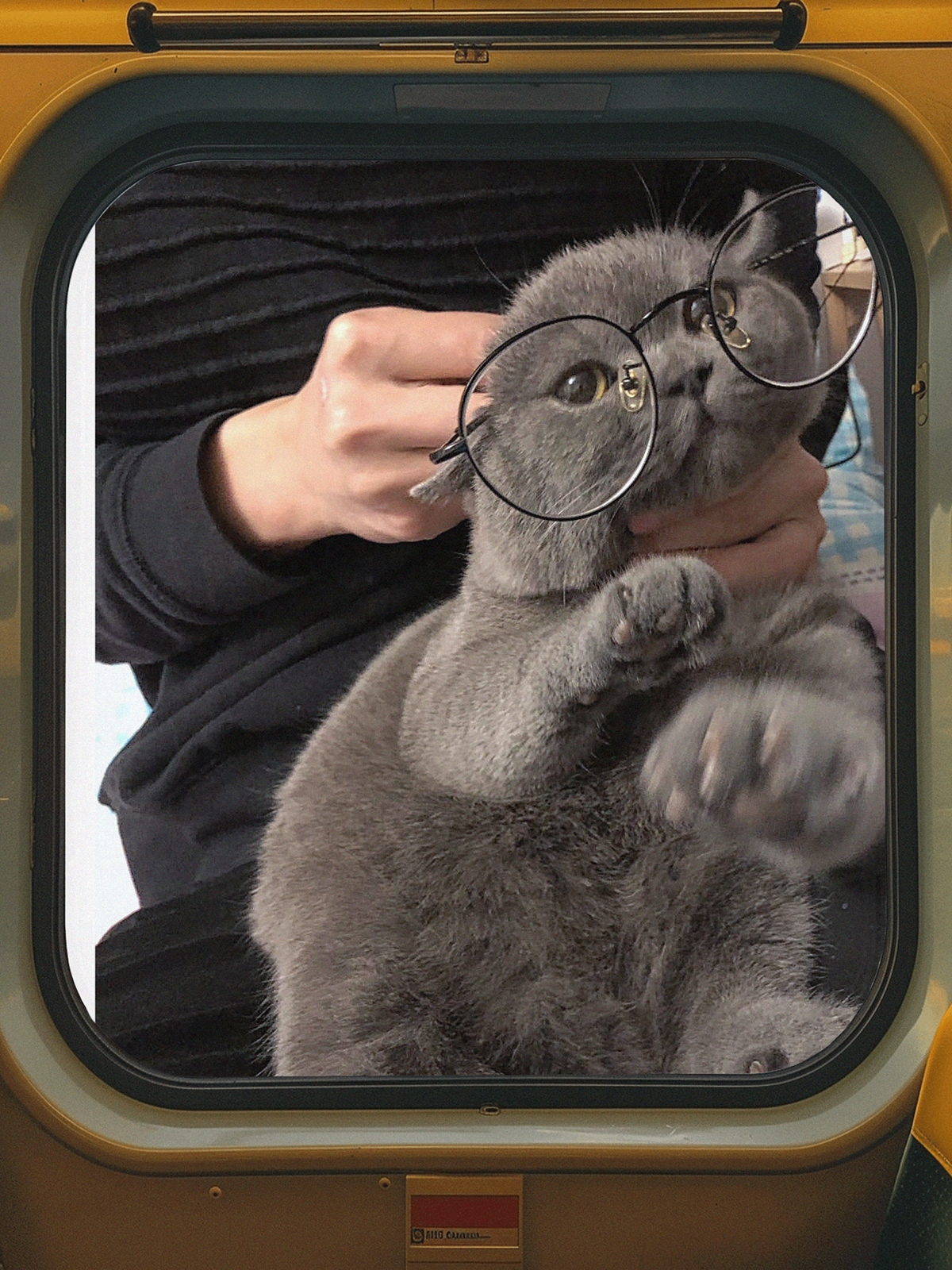 Do cats need glasses?