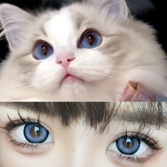 韓國年抛 藍芙尼 寶藏藍色 布偶貓咪藍大直徑 蘇黎世
