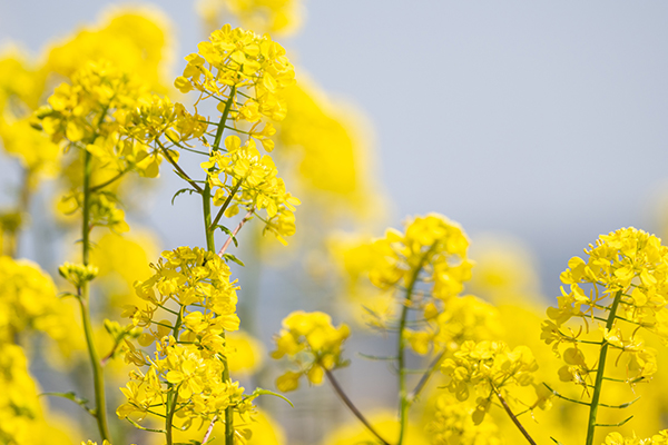 rapeseed-picture3