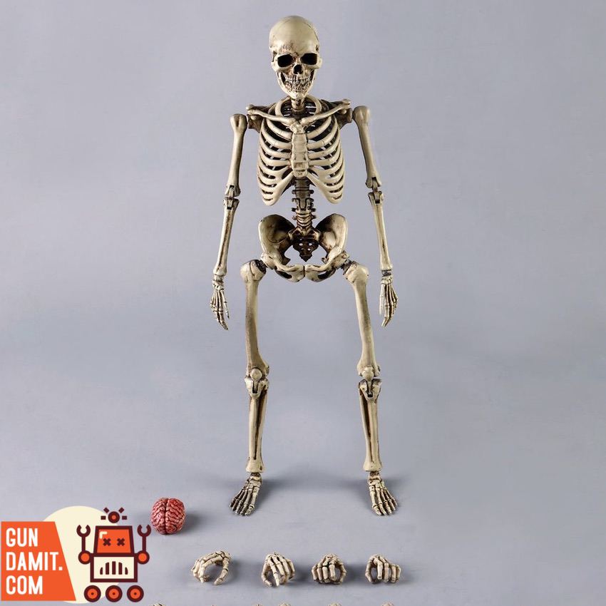 COOMODEL 1/6 BS011 Human Skeleton figure full body front view with hand accessories COOMODEL 1/6 BS011 Human Skeleton figure full body front view with hand accessories