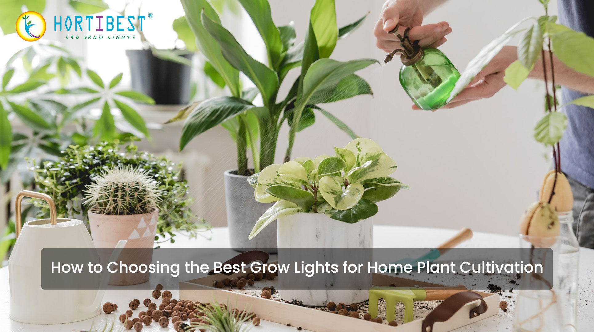 How to Choosing the Best Grow Lights for Home Plant Cultivation