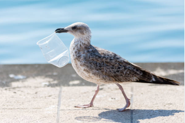 Plastic restrictions: Solutions to plastic pollution in different countries