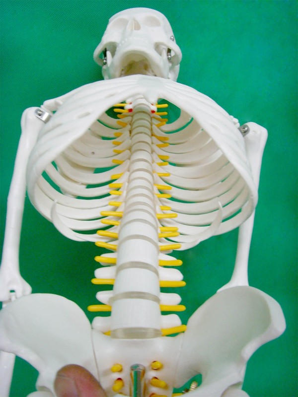 85cm Anatomically Correct Skeleton with Colored Nerve