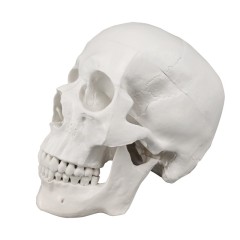 Life Size PVC Anatomy Skull 3D Model, White