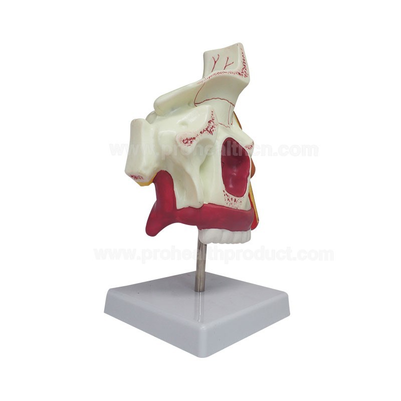 Nasal cavity model