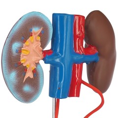 Genitourinary System Model