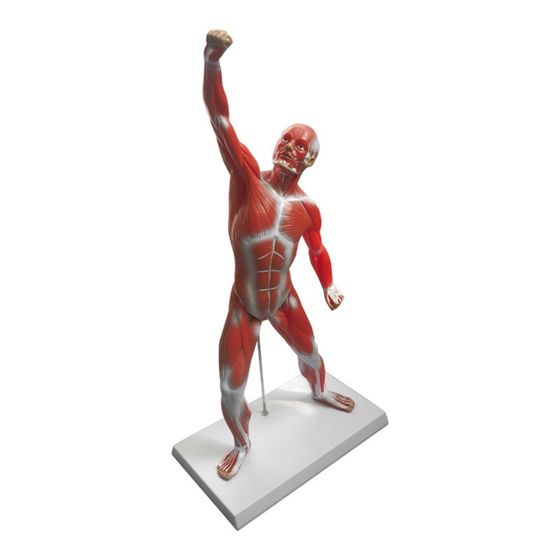 Human muscle display model