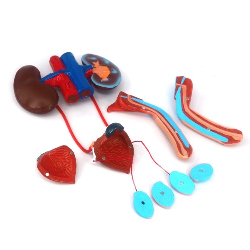 Genitourinary System Model
