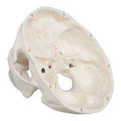 Small Human Skull Model for Medical Students