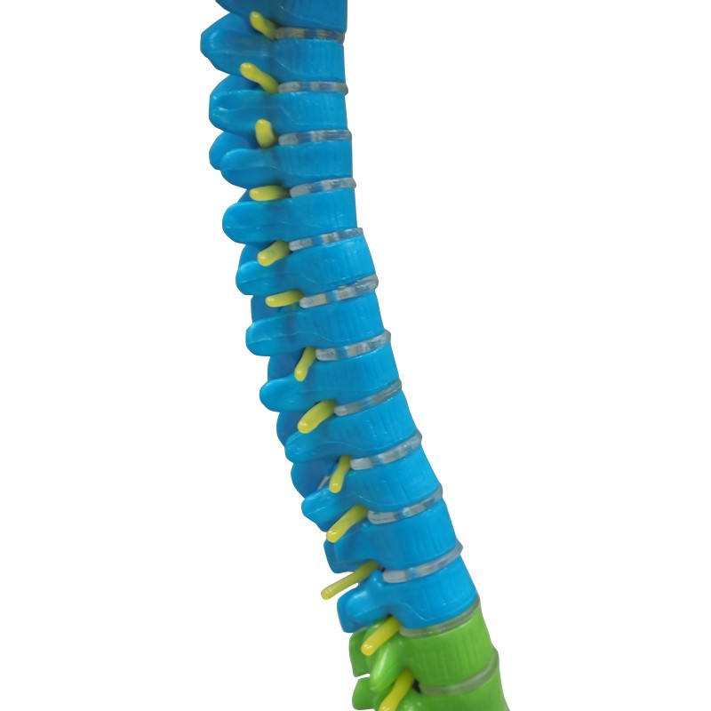 Colored Vertebrae Column Model with Disc Pelvis & Femur, 45cm
