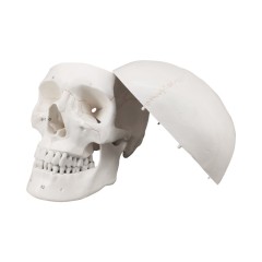 Human Skull Model Labeled, Life Size