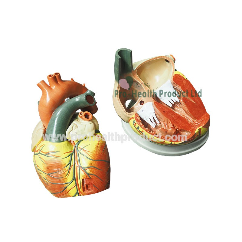 Human Jumbo Type 3 Times Enlarge 4 Parts 3D Heart Model
