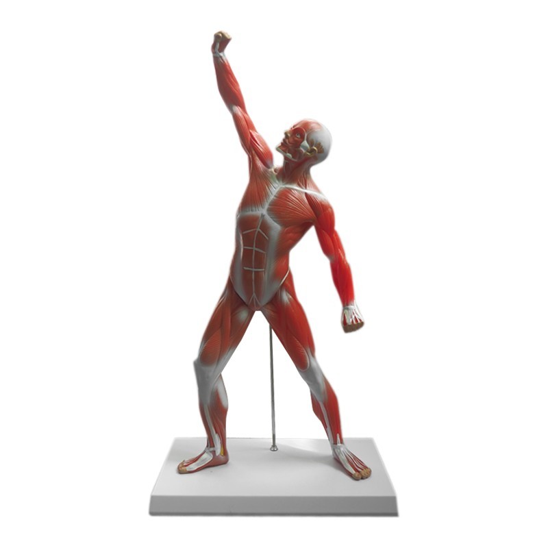 Human muscle display model