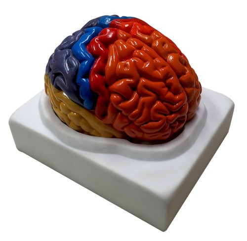 Coloured Human Brain Model(2 Part) for Medical Students