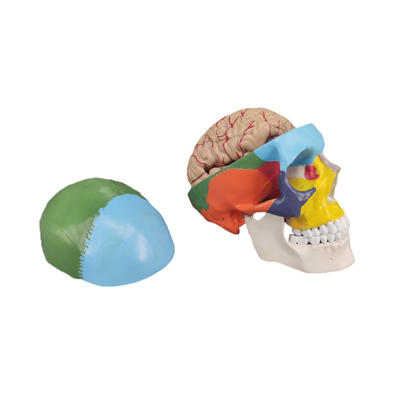 Medical Skull and Brain Model Colored for Osteopathic Study