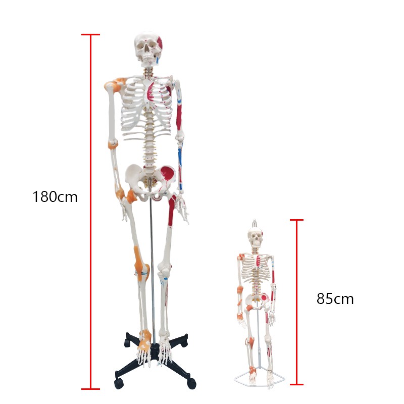 Flexible & Posable Skeleton Educational Model, 85cm