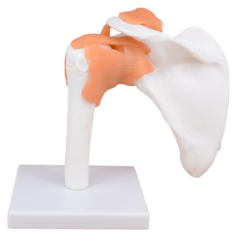 Flexible Shoulder Joint Model with Ligaments