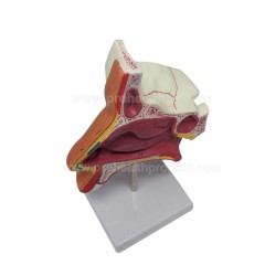 Nasal cavity model