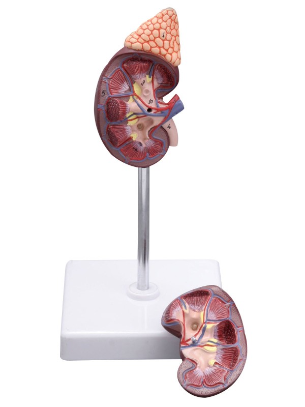 Kidney With Adrenal Gland Model