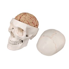 Skull Anatomy Model with Brain Dissect into 8 Parts Model