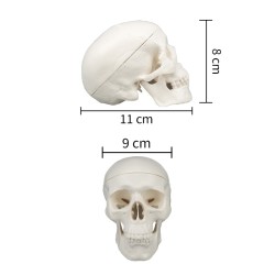 Small Human Skull Model for Medical Students