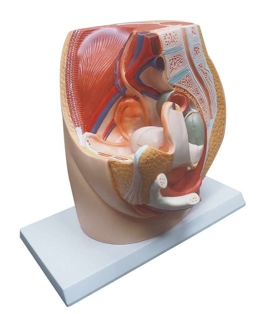 Vagina Ovary Structural Model