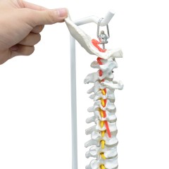 Highly Flexible Spine 3D Model for Teaching & Learning