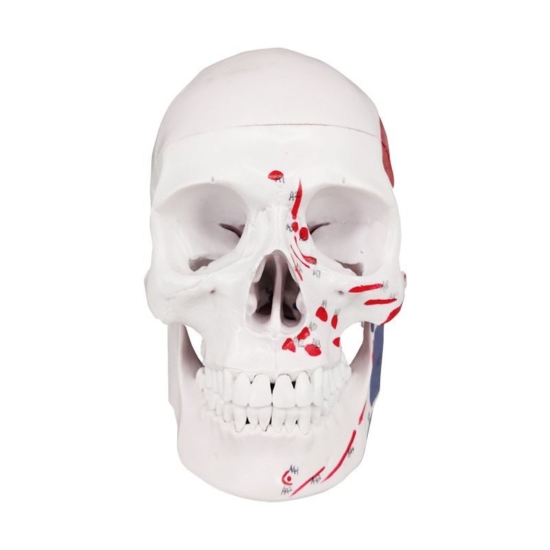 Color Coded Medical Plastic Skull Model for Studying Anatomy