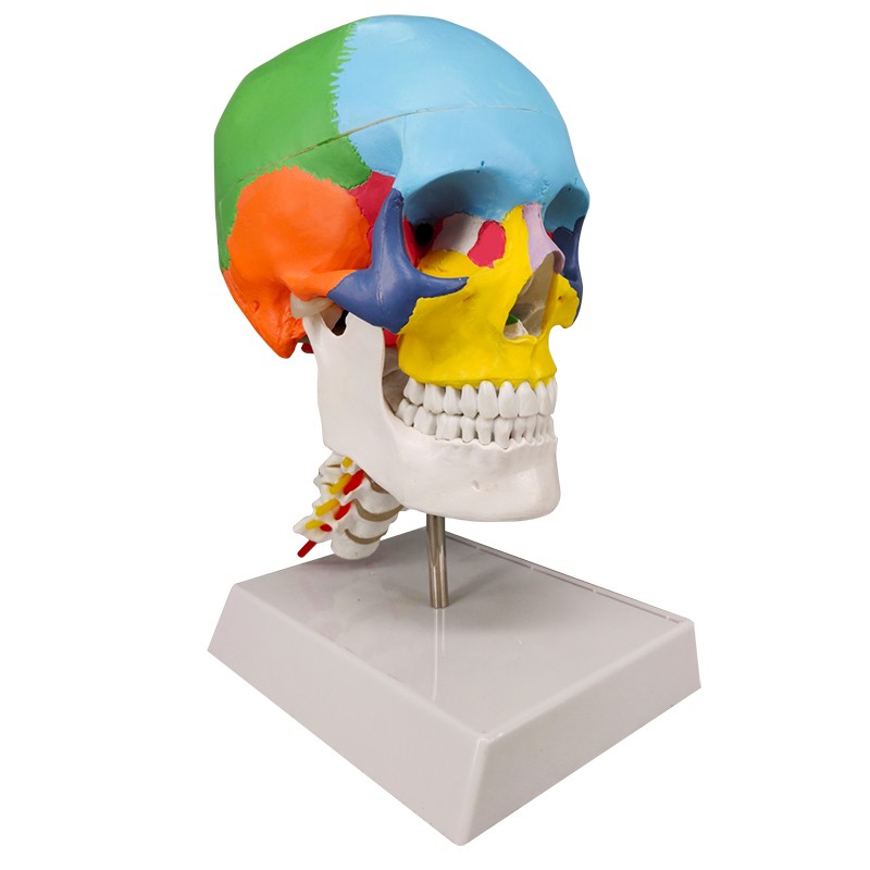 Osteopathic Skull Model with Cervical Vertebra Anatomical Educational Model, 1:1 Scale