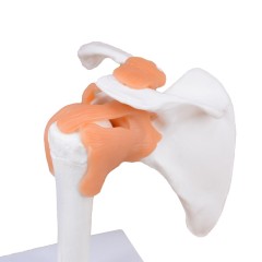 Flexible Shoulder Joint Model with Ligaments