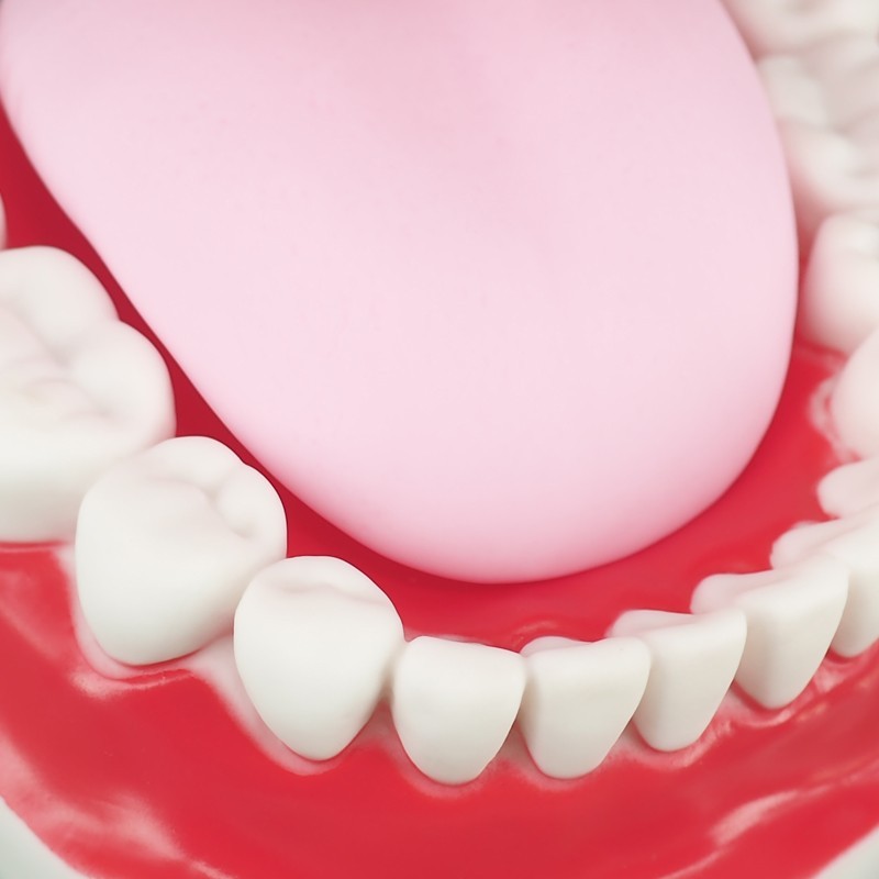 Mouth Model for Speech Therapy with Movable Tongue, 6 Times Enlarge