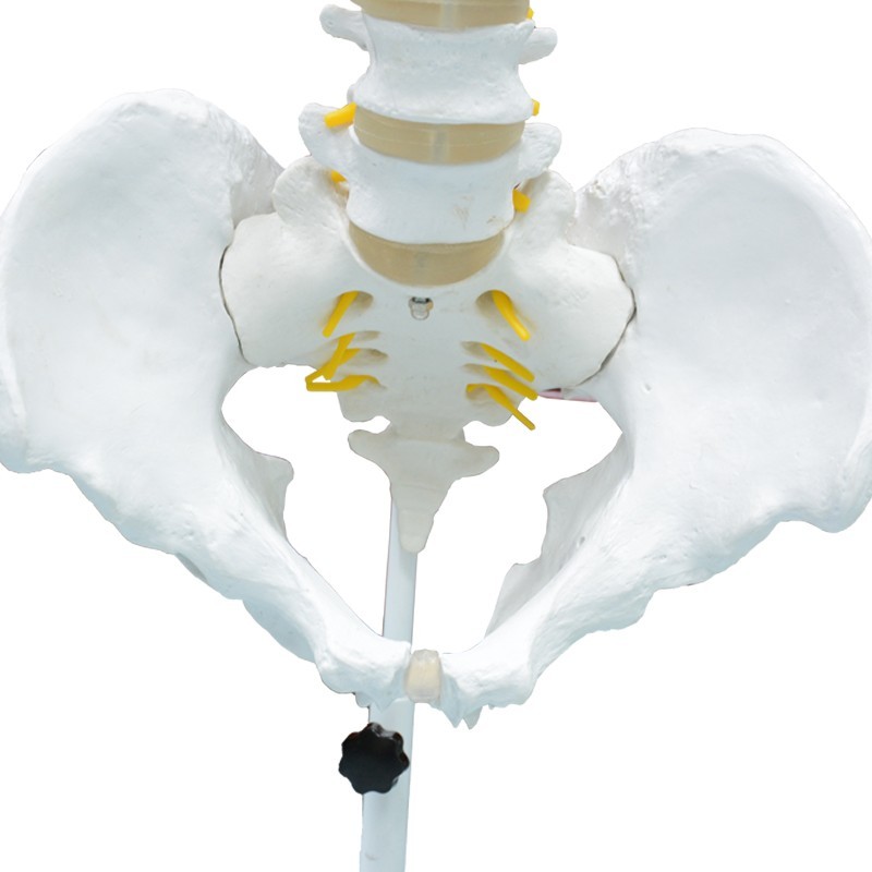 Highly Flexible Spine 3D Model for Teaching & Learning