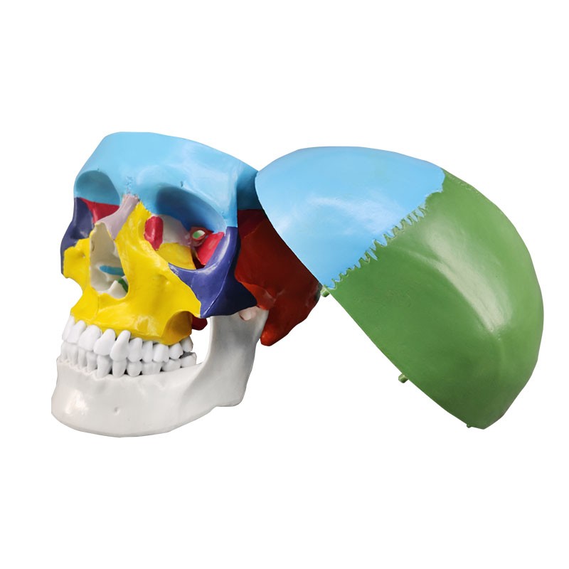 Didactic Skull with Colored Bones Human Antomy Model