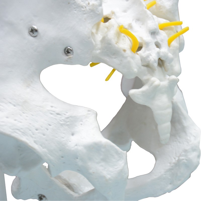 Highly Flexible Spine 3D Model for Teaching & Learning