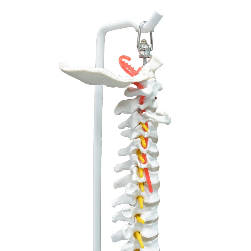 Highly Flexible Spine 3D Model for Teaching & Learning