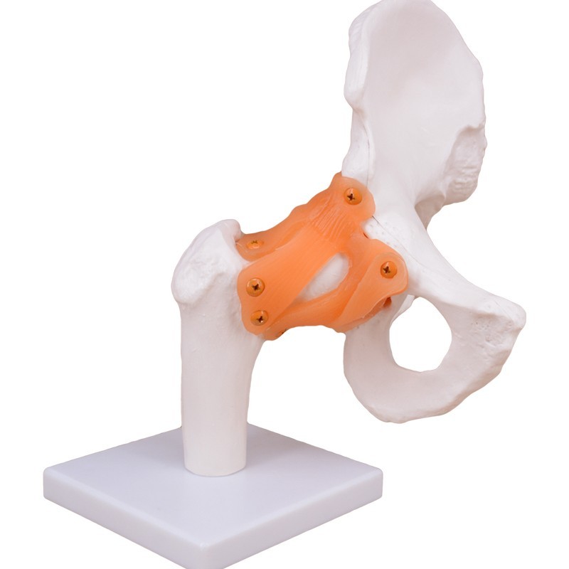 Functional Human Hip Joint Model with Ligaments