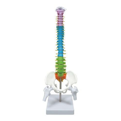 Colored Vertebrae Column Model with Disc Pelvis &amp; Femur, 45cm