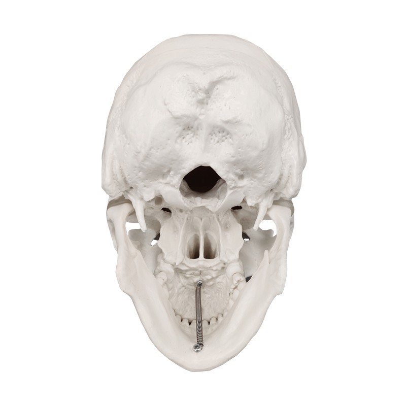 Life Size PVC Anatomy Skull 3D Model, White