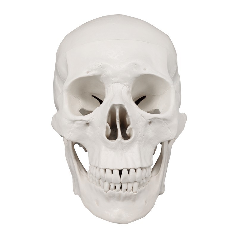 Life Size PVC Anatomy Skull 3D Model, White